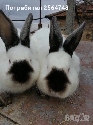 Калифорнийски зайци