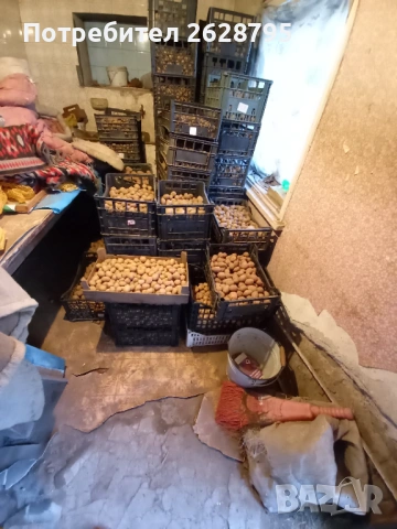 Картофи за семе и консумация, Родопски картофи, снимка 5 - Хранителни добавки - 54196858