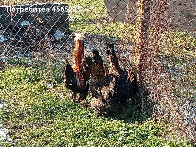 Яйца, снимка 4 - други­ - 53085326