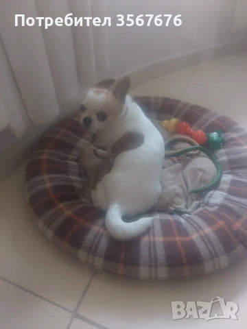 Чихуахуа мини момиче, снимка 9 - Чихуахуа - 53341758