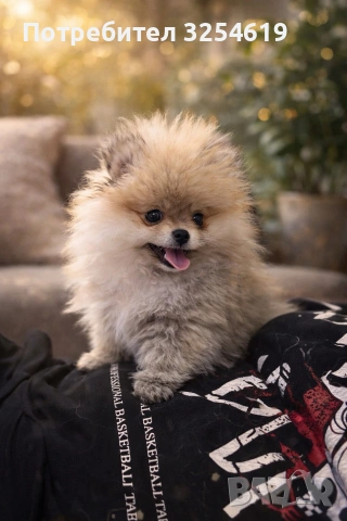 померан чистокръвен 