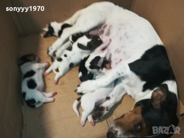 ДЖАК РЪСЕЛ 250ЛВ ЗА БРОЙ 2108251956, снимка 6 - Джак ръсел териер - 51446324