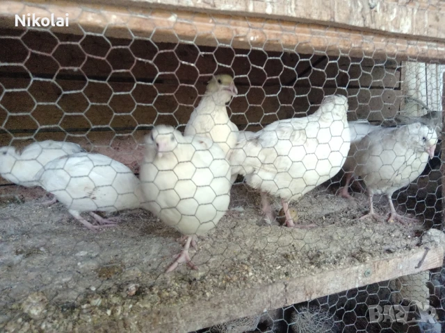 Пъдпъдъци японски и манджурски , снимка 3 - други­ - 51391563