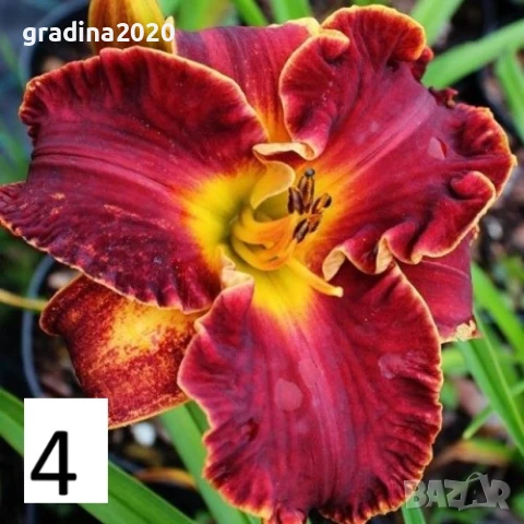 Хемерокалис Налични 5 вида, снимка 5 - Разсади - 50705358