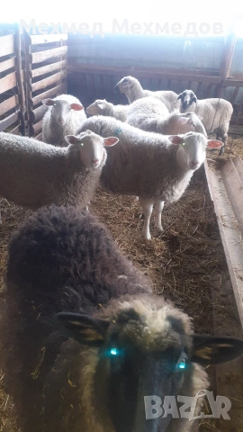 Продавам агнета, кочове и овце, снимка 2 - Овце - 53519683