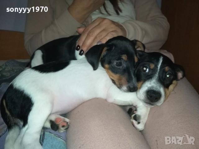 ДЖАК РЪСЕЛ-ЛЯВОТО ОТ СНИМКИТЕ 3110250739, снимка 9 - Джак ръсел териер - 52242197