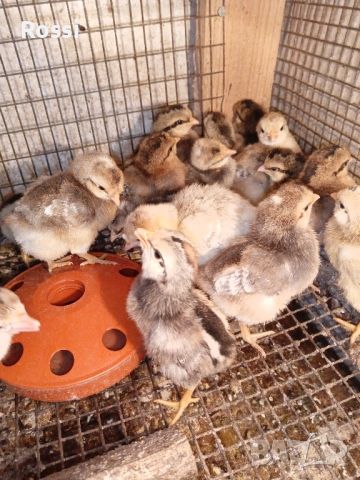 Пилета от сини яйца и разплодни яйца, снимка 3 - Кокошки и пуйки - 45571281