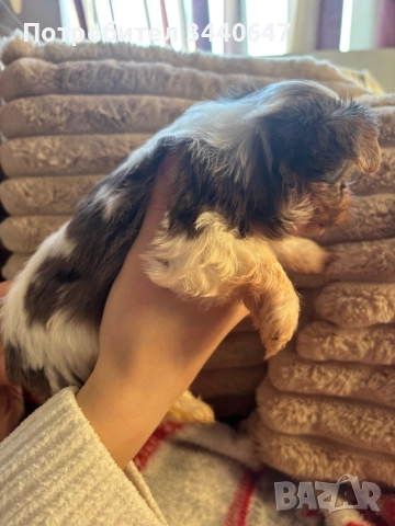 Женско йорки , снимка 5 - Йоркширски териер - 52553586