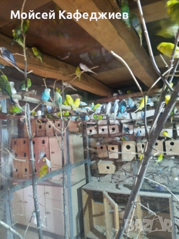 Продавам Вълнисти папагали , снимка 3 - Папагали - 51911861