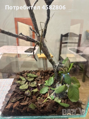 Анамска Пръчица / Насекоми пръчици / Виетнамски Пръчици