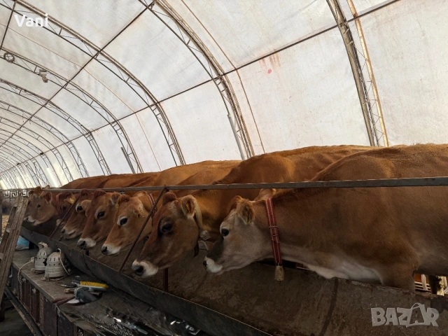 Джарсе-Жарсе- юници -датски Чостокръвни , снимка 3 - Крави - 54025814