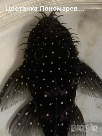  Brilliant Bristlenose Pleco L107 /  Анцитрус Л107, снимка 4 - Рибки - 46539101