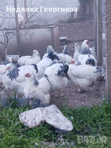 Колумбийска брама 30 евро