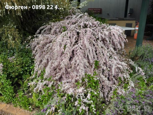   Чаено дърво (leptospermum 'appleblossom'), снимка 4 - Декорация за дома - 45720093