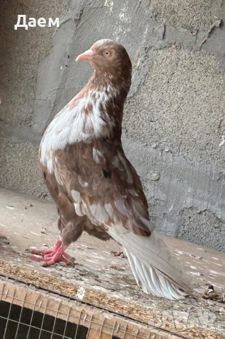 Поморийски Ролер Силни на въртене, снимка 8 - Гълъби - 54296900