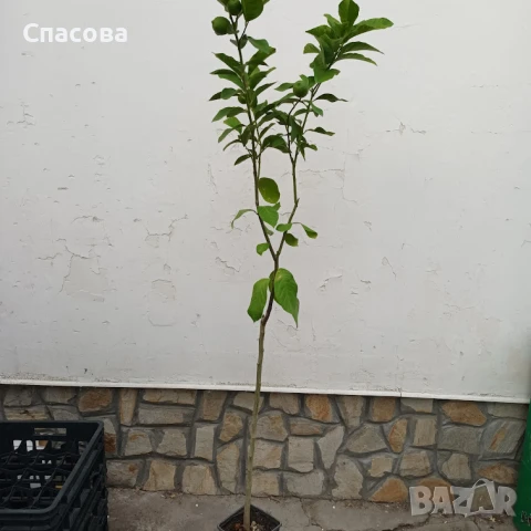 Лимон - Лимоново дръвче, снимка 3 - Градински цветя и растения - 41291782