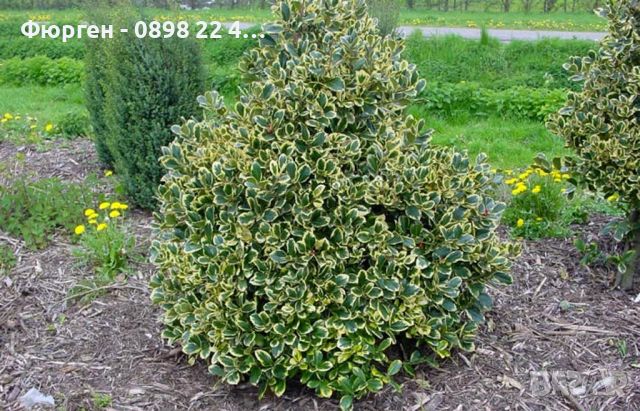 Илекс/Джел (Златен крал) -ilex altaclerensis golden king, снимка 3 - Разсади - 45894027