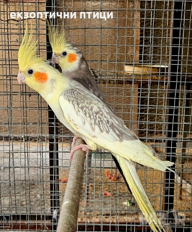 Продавам двойка Корели , снимка 3 - Папагали - 53695873