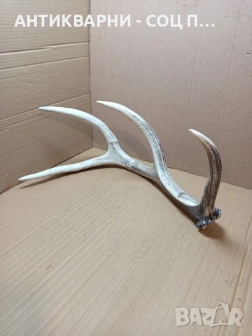 Стар Голям Единичен Еленски Рог Рога Тегло 1.450кг. НОМЕР 721.