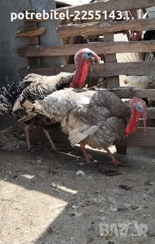 Пуешки яйца-2 Евро броя. , снимка 5 - други­ - 53889875