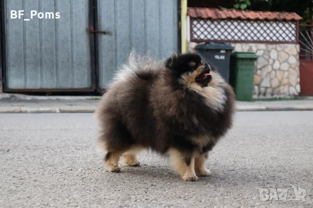 Уникално момиченце померан с родословие FCI, снимка 4 - Померан - 49781261