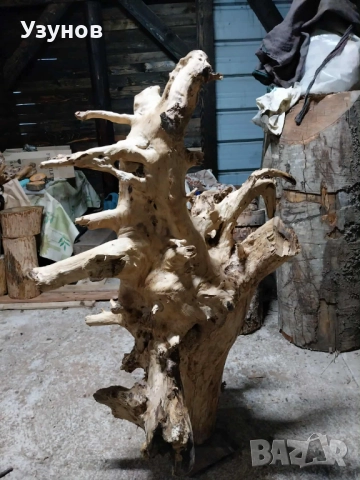 Декорация -корен от дъб, снимка 2 - Декорация за дома - 52513802