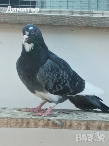 Чифт гълъби на глас 