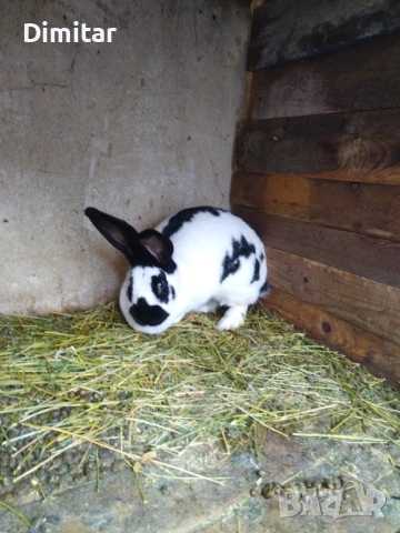 Продавам зайци. , снимка 5 - Други - 54025559