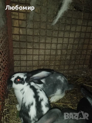 Продавам зайци, снимка 4 - Други - 50753326