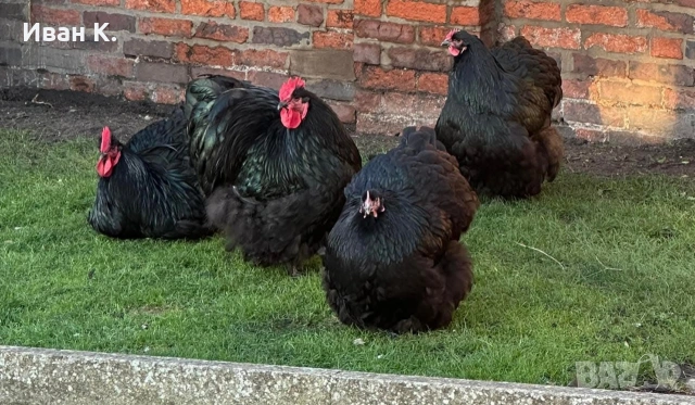 Продавам черен Орпингтон. , снимка 15 - Кокошки и пуйки - 53829349