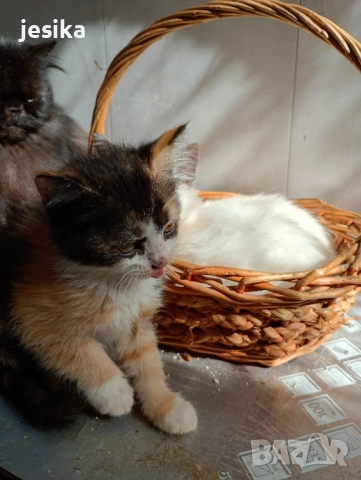 Подарявам малки котенца полуперсийчета с хигиенни навици., снимка 4 - Други - 52129933