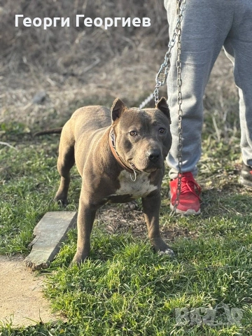 Чистокръвен Питбул Blue nose за разплод, снимка 3 - Питбул - 53698317