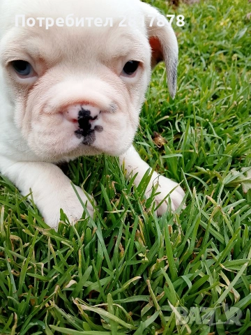 френски булдог , снимка 4 - Френски булдог - 53441629