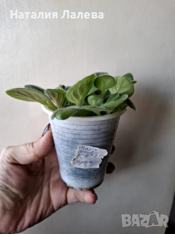 Мини сентполия, Mac's Toreador Trophy, снимка 3 - Стайни растения - 53412091