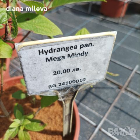Хортензия Мега Минди, Hydrangea paniculata 'Mega Mindy', за супер слънце, снимка 9 - Градински цветя и растения - 46163844