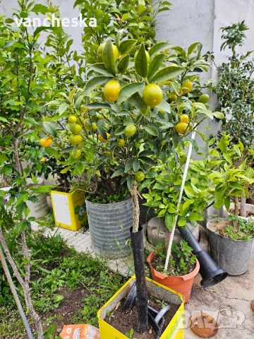кумкуат, лимони и др. , снимка 5 - Градински цветя и растения - 45370807