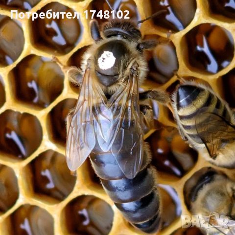 Пчелни отводки