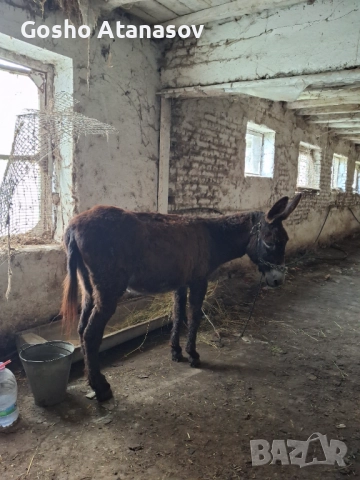 Продавам магаре , снимка 2 - Други стоки за животни - 52742226