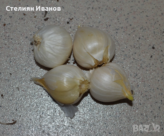 Лук „коса“ (Allium vineale 'Hair') - луковици, снимка 2 - Сортови семена и луковици - 52372768