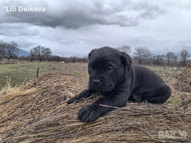 Кане Корсо куче , снимка 6 - Кане корсо - 53375341