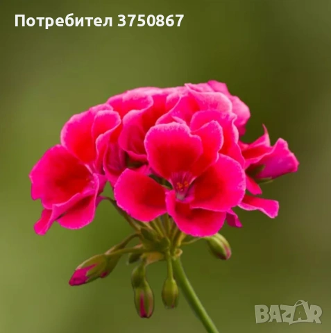 🩷🌿🌸 Мушкато Calliope® M Red Splash, снимка 3 - Градински цветя и растения - 54225696