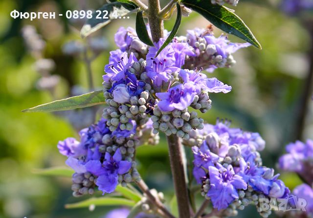 Дърво на целомъдрието (Vitex agnus castus) АВРАМОВО ДЪРВО, ВИТЕКС АГНУС КАСТУС, снимка 4 - Разсади - 46564137