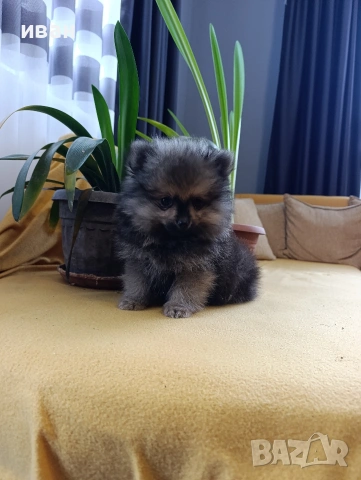 померан момче , снимка 2 - Померан - 53652395