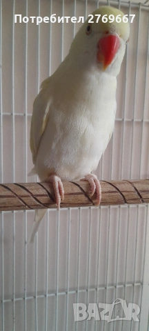 Малък Александър, снимка 2 - Папагали - 53159026