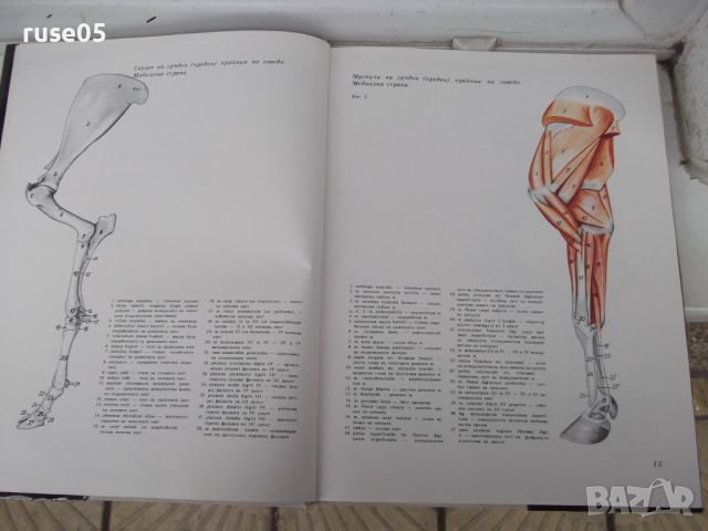Книга"Атлас по топографска анатомия-III том-П .Попеско"-206с, снимка 6 - Специализирана литература - 45324575
