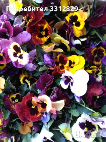 Едроцветни теменужки , снимка 2 - Градински цветя и растения - 54099882