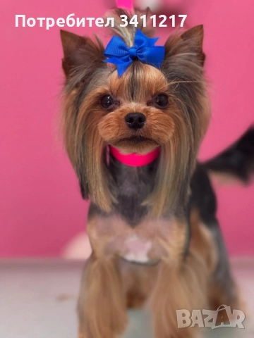 Търсим си дама 