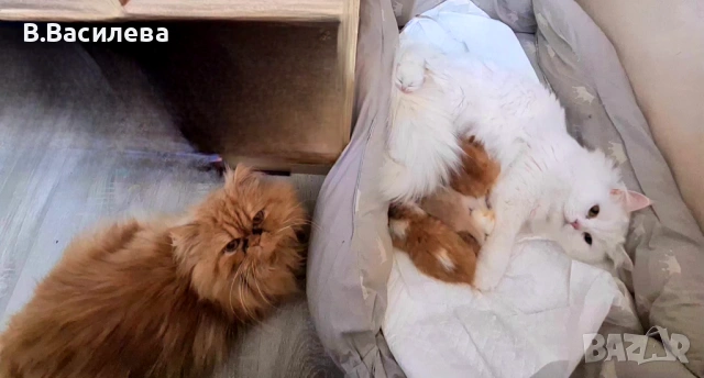 Персийски котета, снимка 11 - Персийска - 53958055