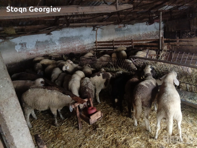 Агнета за празниците, снимка 2 - Овце - 54037958