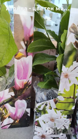 Магнолия лилава, снимка 3 - Градински цветя и растения - 50371302